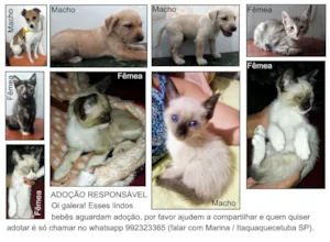 Cachorro raça  idade 2 a 6 meses nome Cães & Gatos