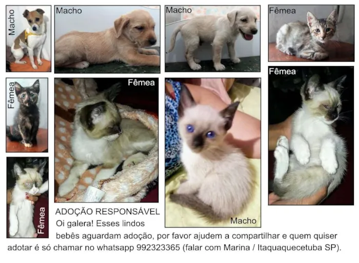 Cachorro ra a  idade 2 a 6 meses nome Cães & Gatos