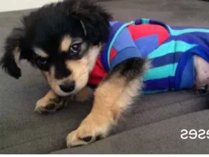 Cachorro raça Vira lata  idade 1 ano nome Lord 