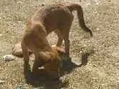 Cachorro ra a MISTA idade 7 a 11 meses nome PRINCIPE
