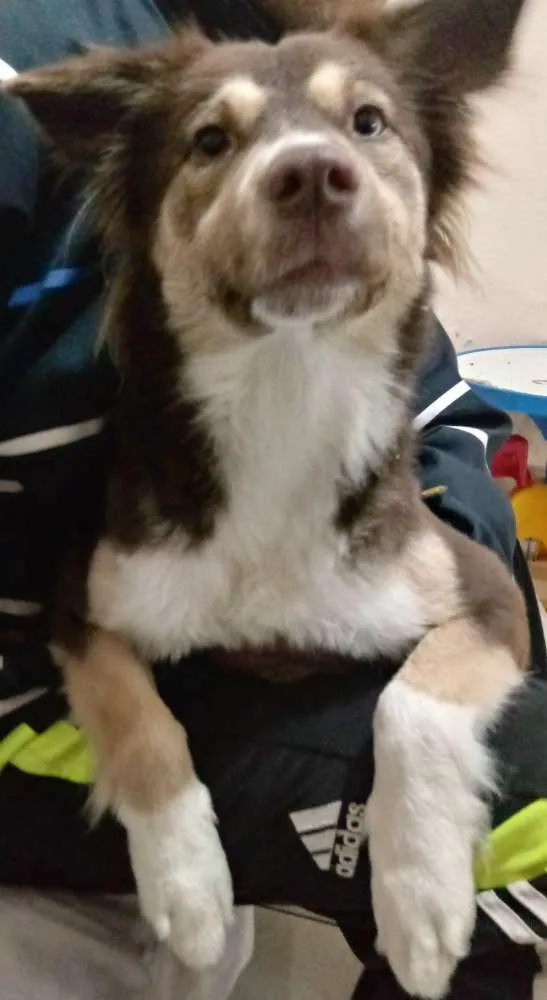 Cachorro ra a Sem raça definida idade 1 ano nome Belinha