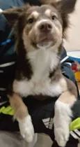 Belinha