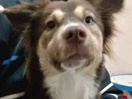 Cachorro ra a Sem raça definida idade 1 ano nome Belinha