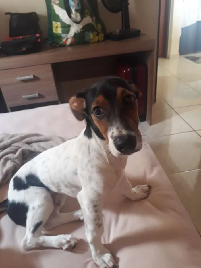 Cachorro ra a Vira lata  idade 2 a 6 meses nome Rivo
