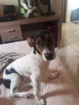 Rivo