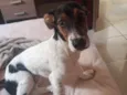 Rivo
