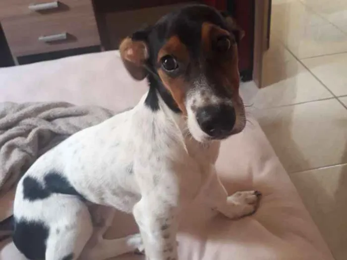 Cachorro ra a Vira lata  idade 2 a 6 meses nome Rivo
