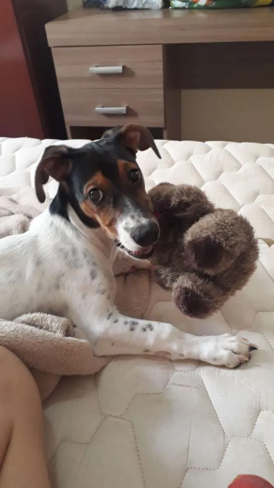 Cachorro ra a Vira lata  idade 2 a 6 meses nome Rivo