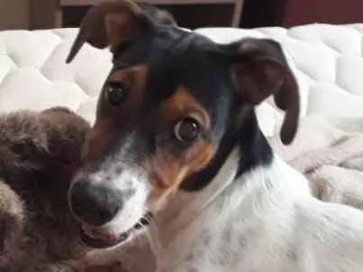 Cachorro ra a Vira lata  idade 2 a 6 meses nome Rivo