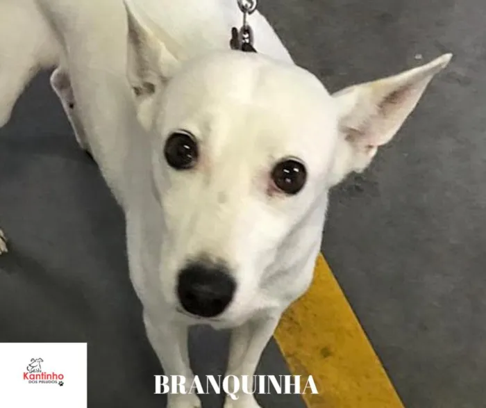 Cachorro ra a  idade 4 anos nome Branquinha Pequena