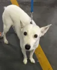 Branquinha Pequena