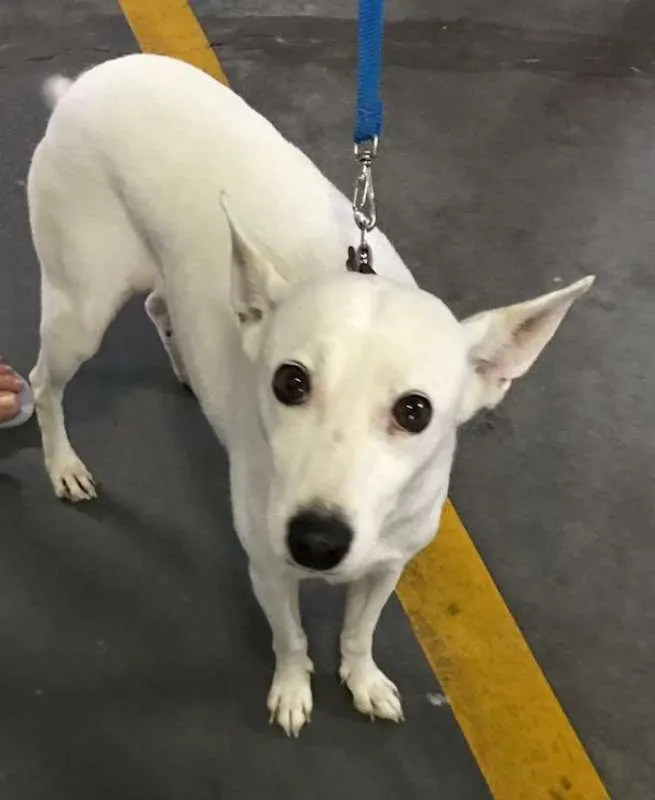 Cachorro ra a  idade 4 anos nome Branquinha Pequena