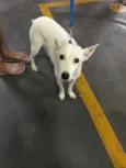 Branquinha Pequena