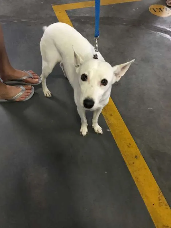 Cachorro ra a  idade 4 anos nome Branquinha Pequena