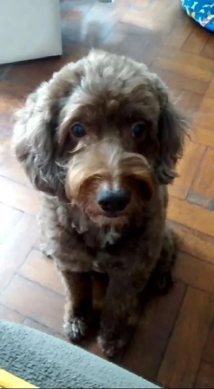 Cachorro ra a Poodle Mestiço idade 6 ou mais anos nome Lola GRATIFICA