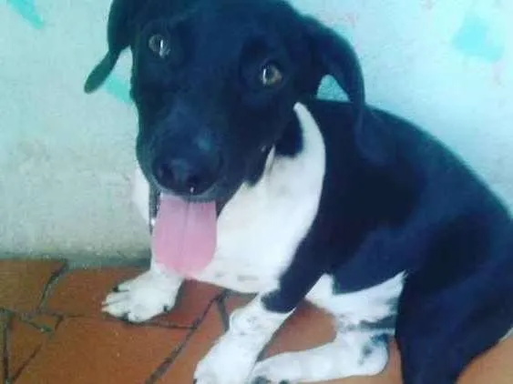 Cachorro ra a Preto  idade 2 anos nome Beto