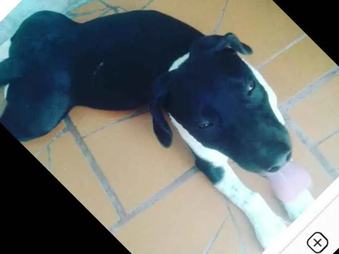 Cachorro ra a Preto  idade 2 anos nome Beto