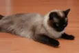Nenenzinho