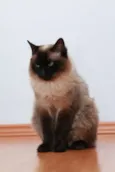 Nenenzinho
