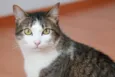 Nenenzinha