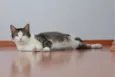Nenenzinha