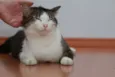 Nenenzinha