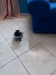 Bolinha