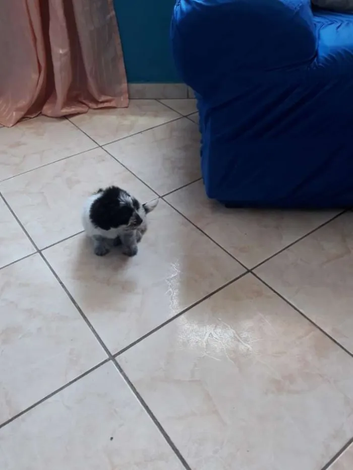 Cachorro ra a Mista idade 2 a 6 meses nome Bolinha