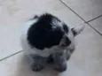 Bolinha