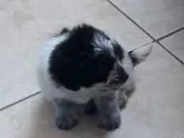 Cachorro ra a Mista idade 2 a 6 meses nome Bolinha