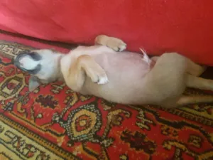 Cachorro raça Raça indefinida idade 2 a 6 meses nome Simba
