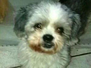Cachorro raça Lhasa Apso  idade 1 ano nome Tony 