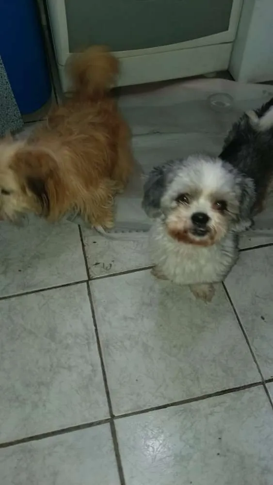 Cachorro ra a Lhasa Apso  idade 1 ano nome Tony 