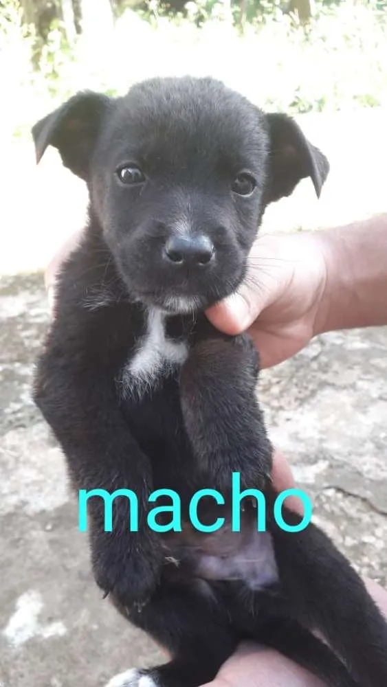 Cachorro raça SRD idade 2 a 6 meses nome Filhotes