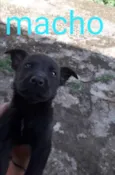 Filhotes