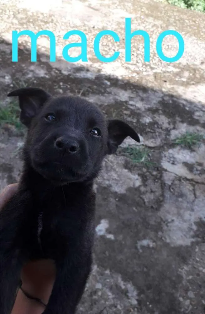 Cachorro raça SRD idade 2 a 6 meses nome Filhotes