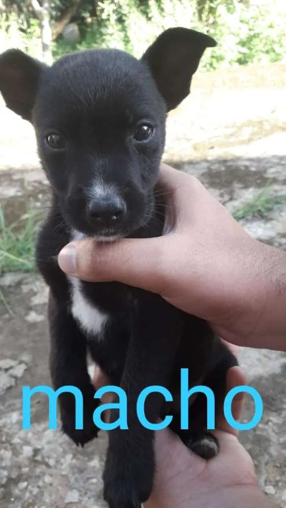 Cachorro raça SRD idade 2 a 6 meses nome Filhotes