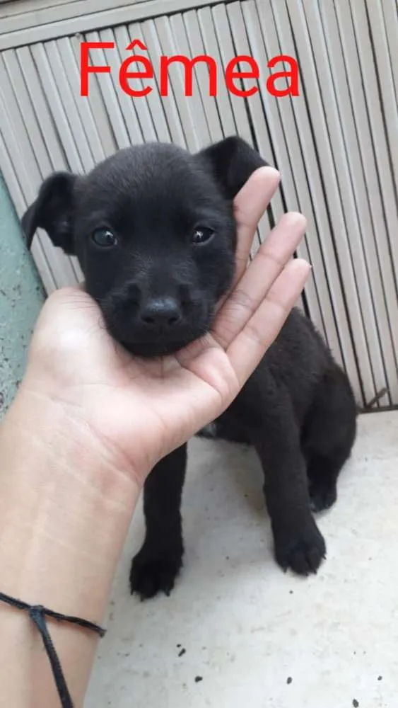 Cachorro raça SRD idade 2 a 6 meses nome Filhotes