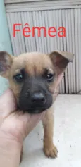 Filhotes