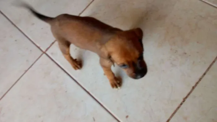 Cachorro raça Viralata idade 3 anos nome Pantera, branquela