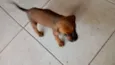 Pantera, branquela
