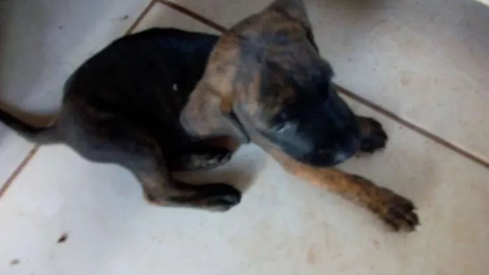 Cachorro raça Viralata idade 3 anos nome Pantera, branquela