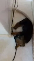 Pantera, branquela