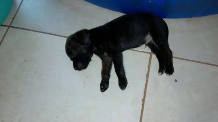 Cachorro raça Viralata idade 3 anos nome Pantera, branquela