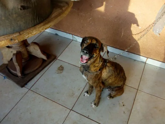 Cachorro raça Viralata idade 3 anos nome Pantera, branquela