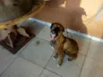 Pantera, branquela