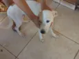 Pantera, branquela