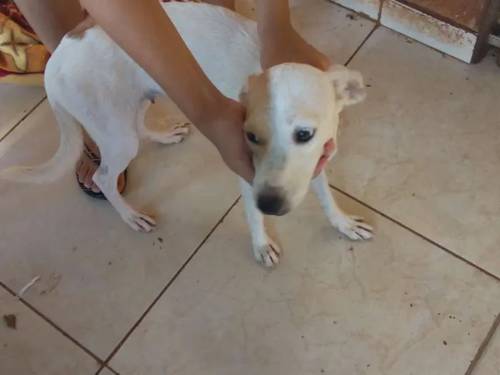 Cachorro raça Viralata idade 3 anos nome Pantera, branquela