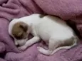 Pantera, branquela