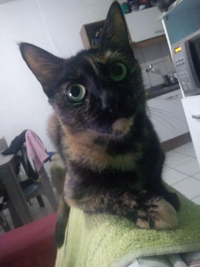 Gato ra a Sem raça definida idade 3 anos nome Nina